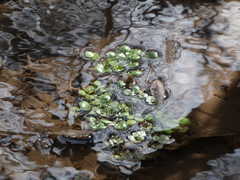 Nasturtium officinale