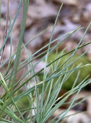 Chionaspis pinifoliae