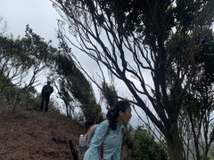 Syzygium elliptifolium