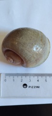 Pomacea