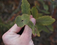 Lonicera hirsuta