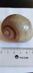 Pomacea