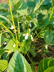 Phaseolus vulgaris