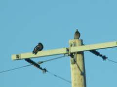 Columba livia domestica