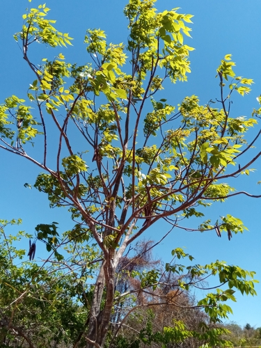 Stereospermum euphorioides
