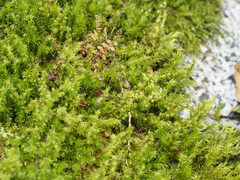 Racomitrium elongatum