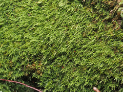 Claopodium crispifolium