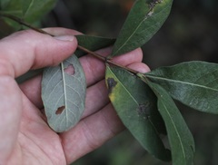 Lonicera hirsuta