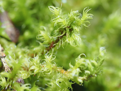 Racomitrium elongatum