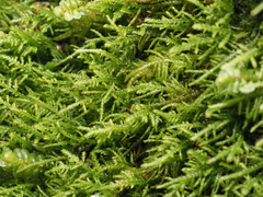 Claopodium crispifolium