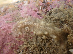 Enchiridium punctatum
