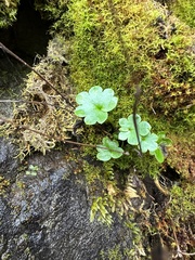 Romanzoffia sitchensis