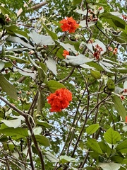 Cordia sebestena