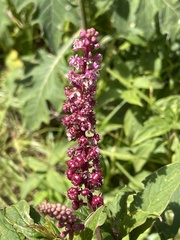Phytolacca rugosa
