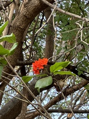 Cordia sebestena