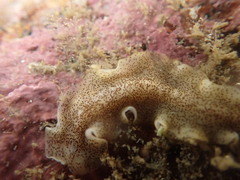 Enchiridium punctatum