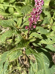 Phytolacca rugosa
