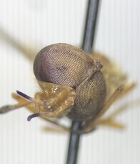 Chrysops flavidus