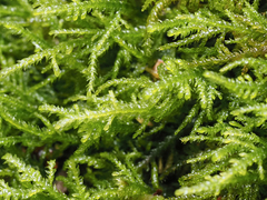 Claopodium crispifolium
