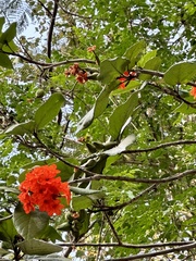 Cordia sebestena