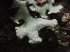 Hypotrachyna sinuosa