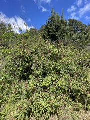 Phytolacca rugosa