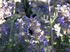 Bombus vosnesenskii