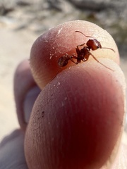Pogonomyrmex californicus