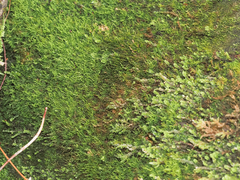 Claopodium crispifolium