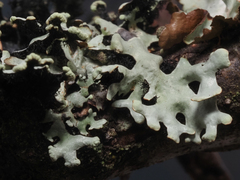 Hypotrachyna sinuosa