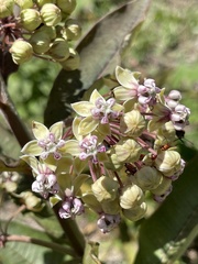 Asclepias similis