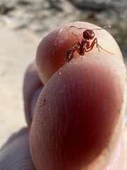 Pogonomyrmex californicus