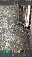 Centruroides bicolor