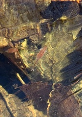 Eubranchipus vernalis