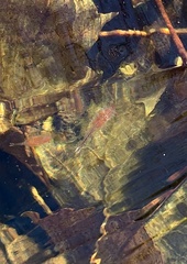 Eubranchipus vernalis