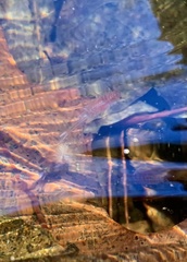 Eubranchipus vernalis