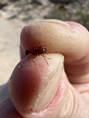 Pogonomyrmex californicus