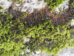 Racomitrium aciculare