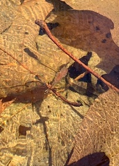 Eubranchipus vernalis