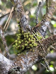 Ulota crispa