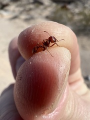 Pogonomyrmex californicus
