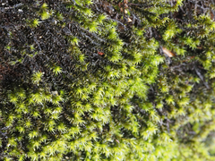 Racomitrium aciculare