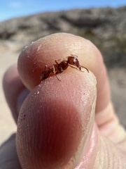 Pogonomyrmex californicus