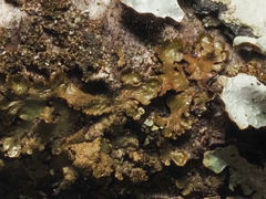 Melanelixia glabratula