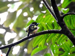 Eurylaimus ochromalus