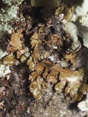 Melanelixia glabratula