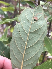 Phyllocnistis hyperpersea