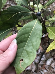 Phyllocnistis hyperpersea