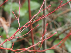 Vaccinium ovalifolium