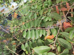 Bridelia tomentosa